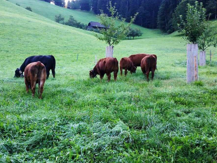 Kühe auf Weide ALG Teuffenthal